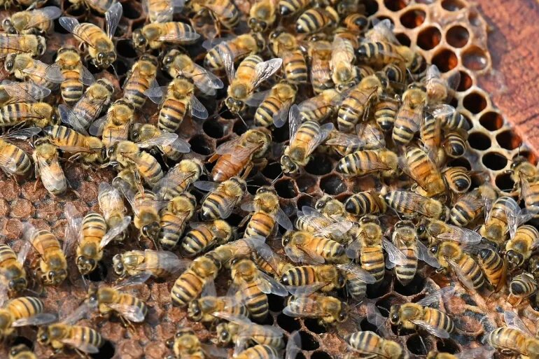 زنبورها خواندن «کد مورس» را یاد میگیرند / یک کشف عجیب درباره توانایی حشره مفید زنبورها خواندن «کد مورس» را یاد میگیرند / یک کشف عجیب درباره توانایی حشره مفید